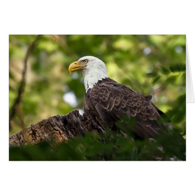 Bald Eagle Rest Stop Cards (Front Horizontal)