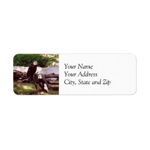 Bald Eagle Return Address Label