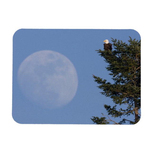 Bald Eagle | Rising Full Moon Magnet (Horizontal)