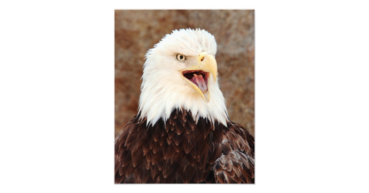 Bald Eagle Screech Photo Print | Zazzle