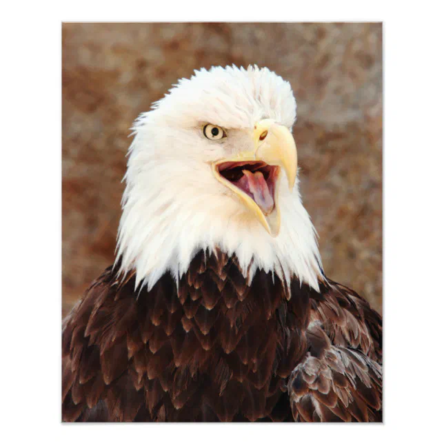 Bald Eagle Screech Photo Print | Zazzle