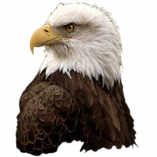 BALD EAGLE (sculpted) Wildlife Magnet Acrylic Cut Out | Zazzle