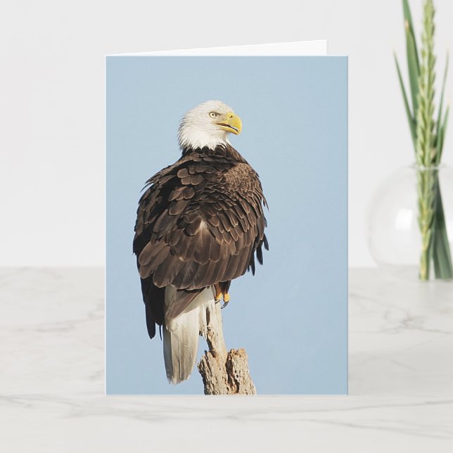 Bald Eagle Sitting Greeting Card (Front)