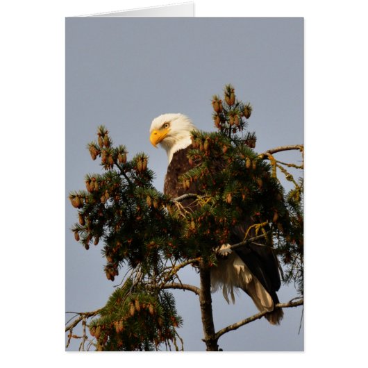 Bald Eagle Sitting in a Fir Tree Cards (Front)