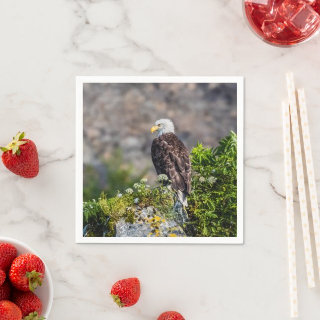 Bald eagle sitting on the rock napkins (Insitu)