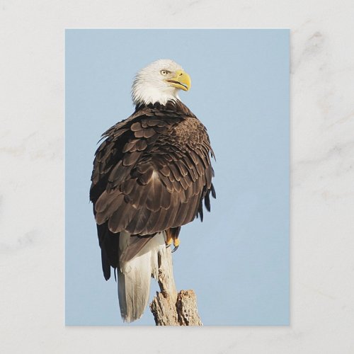 Bald Eagle Sitting Postcard