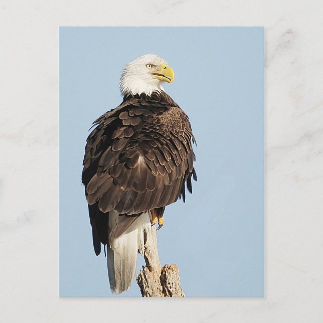 Bald Eagle Sitting Postcard (Front)