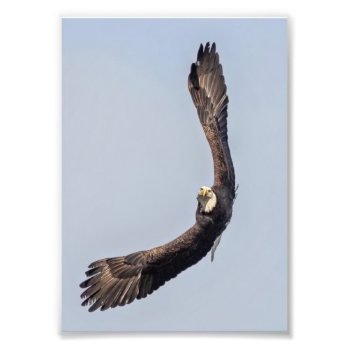 Bald Eagle Sky Carving Photo Print
