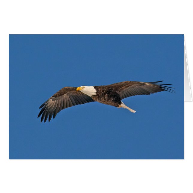 Bald Eagle Sky High Cards (Front Horizontal)