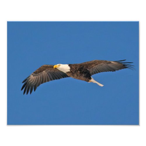 Bald Eagle Sky High Photo Print