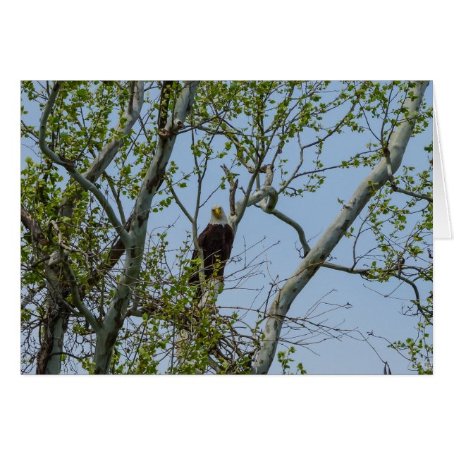 Bald Eagle Smile Cards (Front Horizontal)