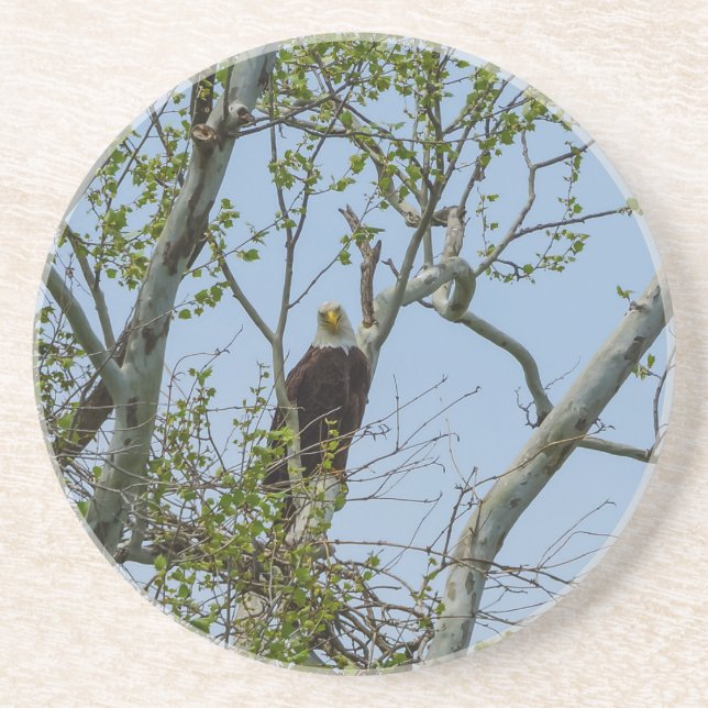 Bald Eagle Smile Coaster (Front)