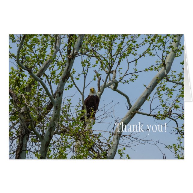 Bald Eagle Smile Thank You Cards (Front Horizontal)