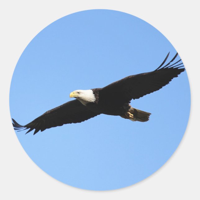 Bald Eagle Soar Classic Round Sticker (Front)