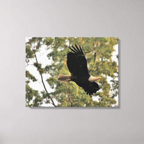 Bald Eagle Soar in Woods Canvas Print