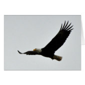 Bald Eagle Soaring (Front Horizontal)