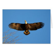 Bald Eagle Soaring1 (Front Horizontal)