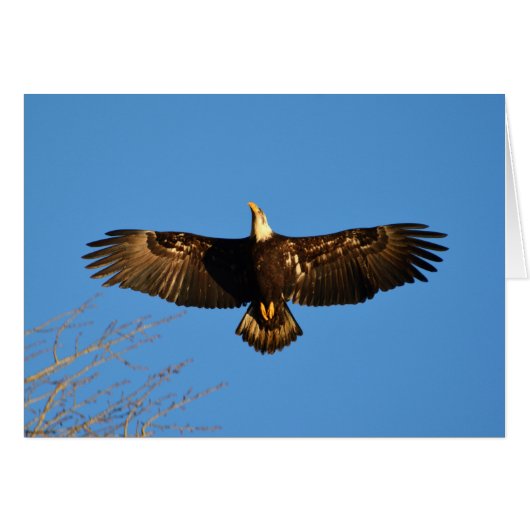 Bald Eagle Soaring1 (Front Horizontal)