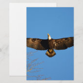 Bald Eagle Soaring1 (Front/Back)