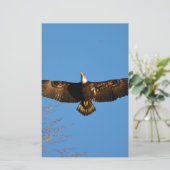 Bald Eagle Soaring1 (Standing Front)