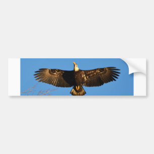 Bald Eagle Soaring1 Bumper Sticker