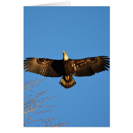 Bald Eagle Soaring1 Cards (Front)