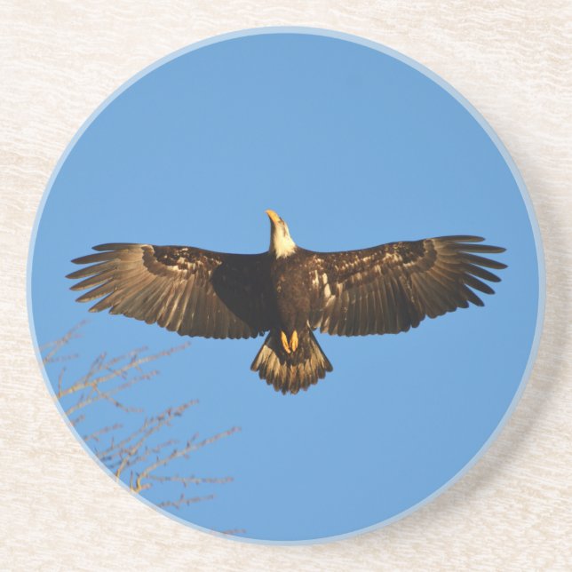 Bald Eagle Soaring1 Drink Coaster (Front)