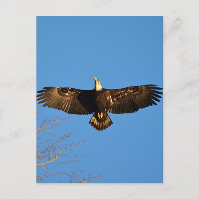 Bald Eagle Soaring1 Postcard (Front)