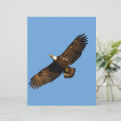 Bald Eagle Soaring 2 (Standing Front)