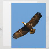 Bald Eagle Soaring 2 (Front/Back)