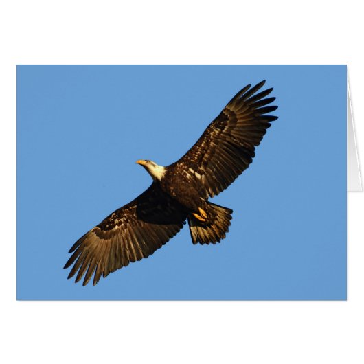Bald Eagle Soaring 2 Cards (Front Horizontal)