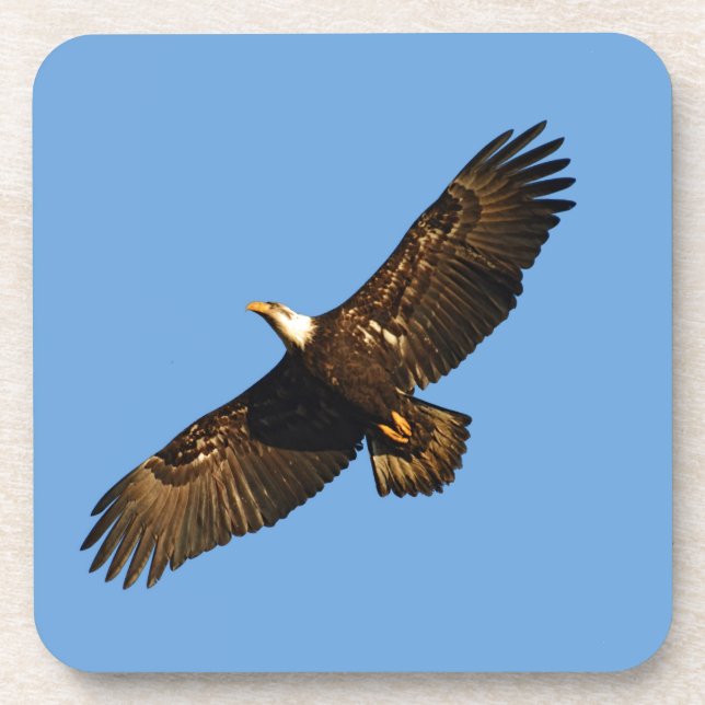 Bald Eagle Soaring 2 Drink Coaster (Front)