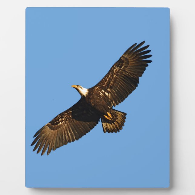 Bald Eagle Soaring 2 Plaque (Front)