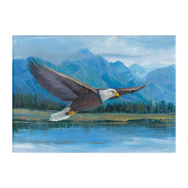 Bald Eagle Soaring Acrylic Print (Front)