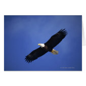 Bald eagle soaring , Alaska (Front Horizontal)