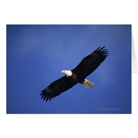 Bald eagle soaring , Alaska Cards (Front Horizontal)