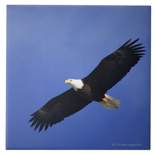 Bald eagle soaring  Alaska Ceramic Tile