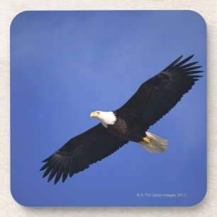 Bald eagle soaring , Alaska Drink Coaster