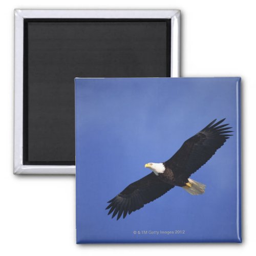Bald eagle soaring  Alaska Magnet