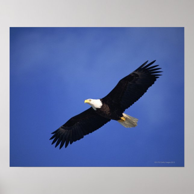 Bald eagle soaring , Alaska Poster (Front)