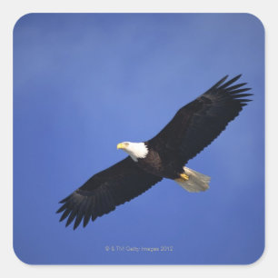 Bald eagle soaring , Alaska Square Sticker