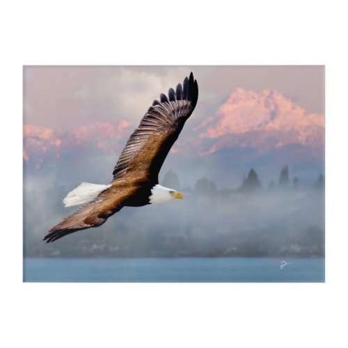 Bald Eagle Soaring and Olympic Mountains Sunrise Acrylic Print