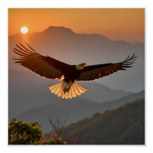 Bald Eagle Soaring at Sunset Poster