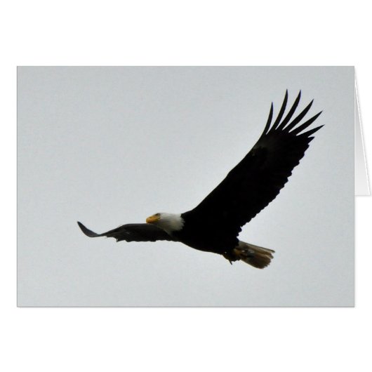 Bald Eagle Soaring Cards (Front Horizontal)