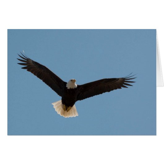 Bald Eagle Soaring Cards (Front Horizontal)