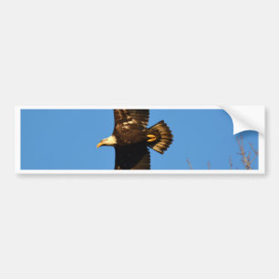 Bald Eagle Soaring Over Trees Bumper Sticker