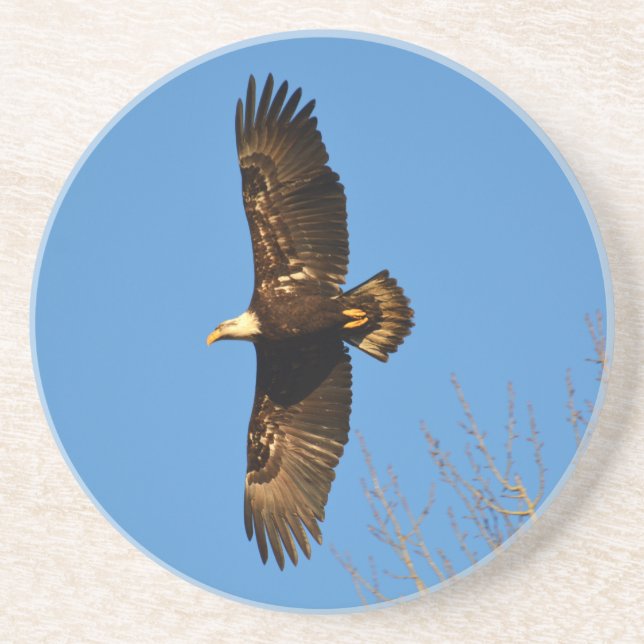 Bald Eagle Soaring Over Trees Drink Coaster (Front)