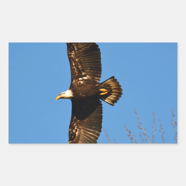Bald Eagle Soaring Over Trees Rectangular Sticker (Front)