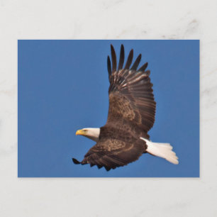 Bald Eagle Soaring Postcard
