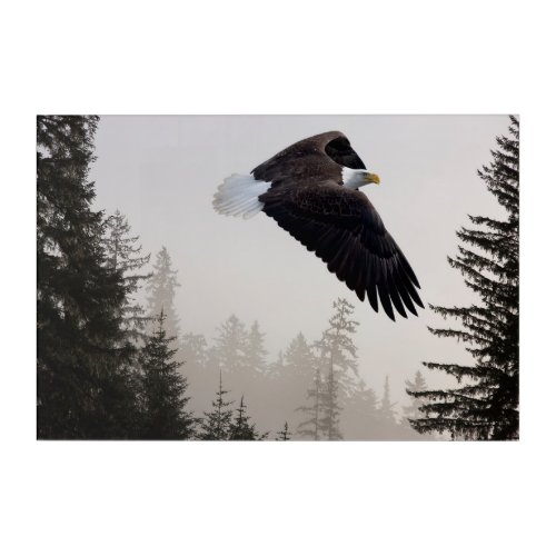 Bald Eagle Soaring Through Mist Acrylic Print
